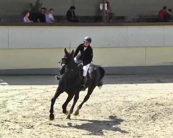 jumper Cashman 15 (Hanoverian, 1999, from Convoi)