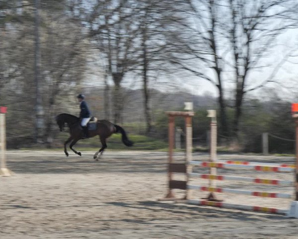 Reitturnier Scharnebeck 2021