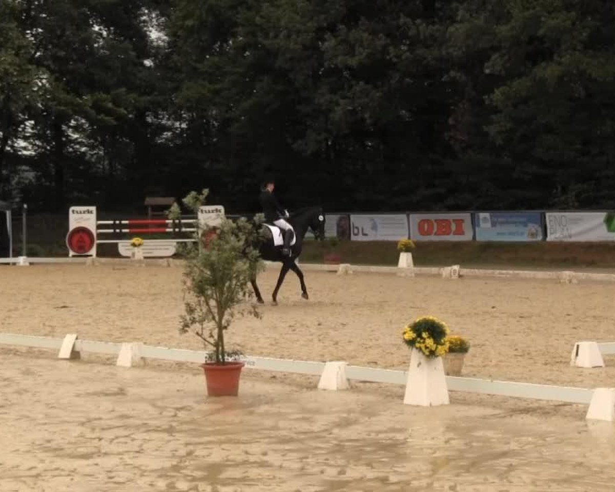 dressage horse Sambadargio (Hanoverian, 1998, from Sao Paulo)