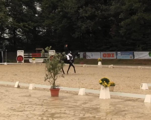 dressage horse Sambadargio (Hanoverian, 1998, from Sao Paulo)