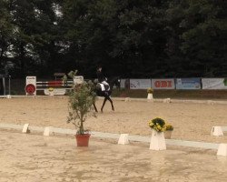 dressage horse Sambadargio (Hanoverian, 1998, from Sao Paulo)