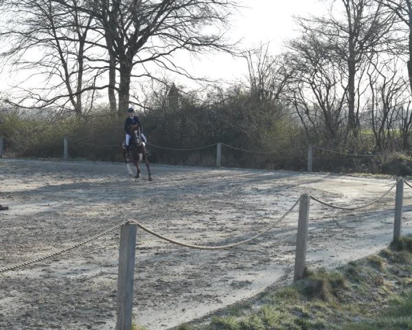 Reitturnier Scharnebeck 2021
