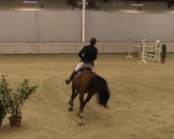 jumper Glamour Boy (Hanoverian, 1986, from Goldfasan)
