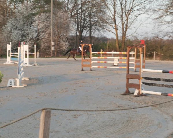 Reitturnier Scharnebeck 2021