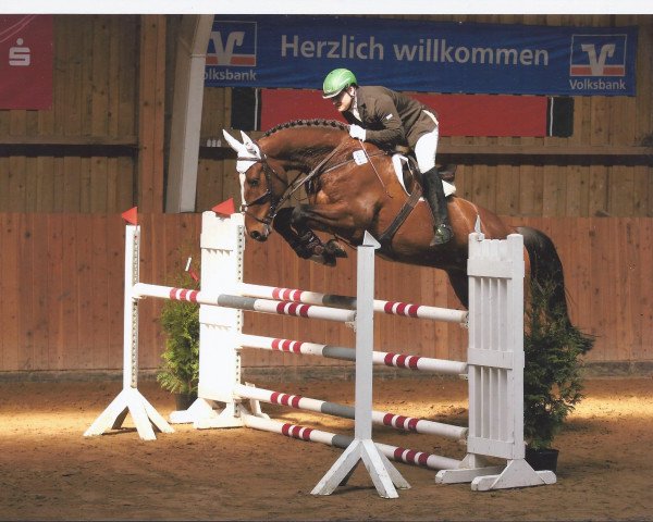 Springpferd Quickfire 3 (Holsteiner, 2008, von Quidam de Revel)