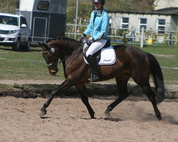 Fattrice Stine H (Hannoveriano, 2009, di Stakkato)