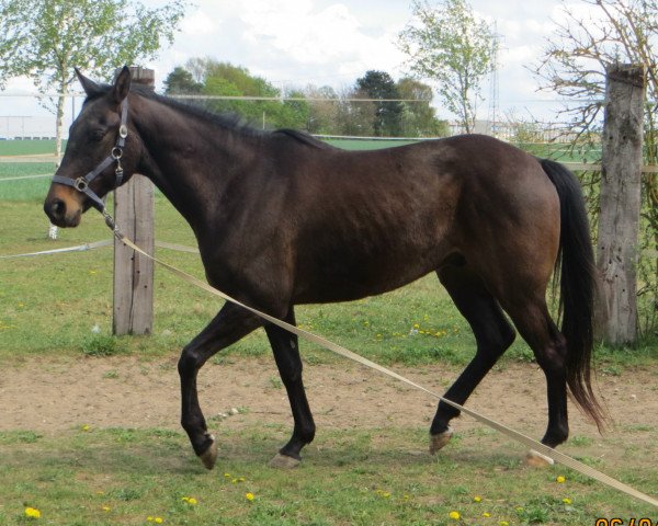 Pferd Pegasus (Deutsches Reitpferd, 2008, von Eden Rock xx)