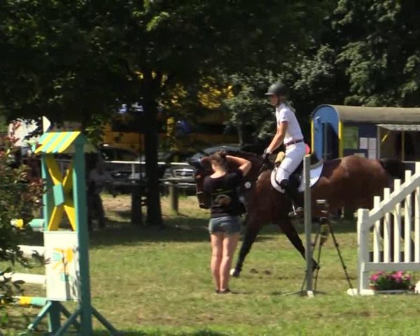 jumper Omaris (Hanoverian, 1996, from Ordos xx)