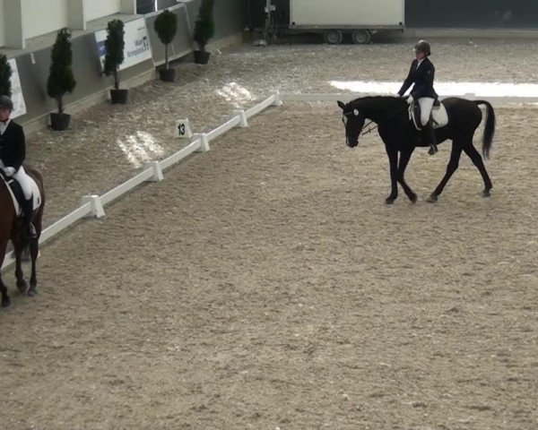 dressage horse Ghostbuster 36 (Hanoverian, 1993, from Grosso Z) dressage horse Ghostbuster 36 (Hanoverian, 1993, from Grosso Z)