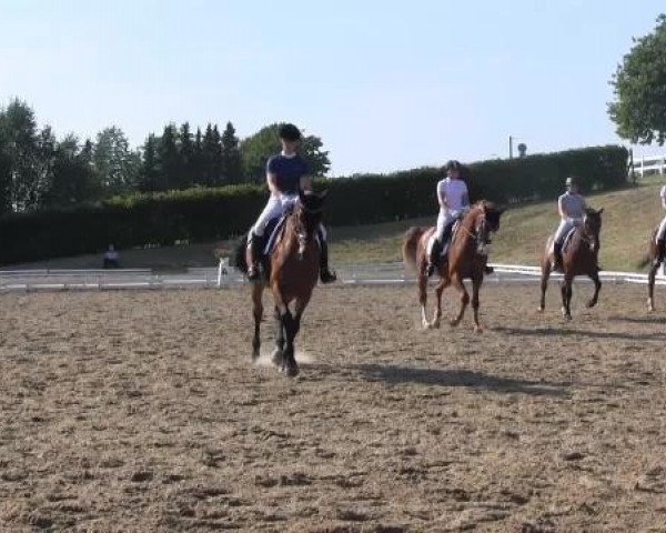 dressage horse Colorado Beetle 2 (Hanoverian, 1996, from Compliment)