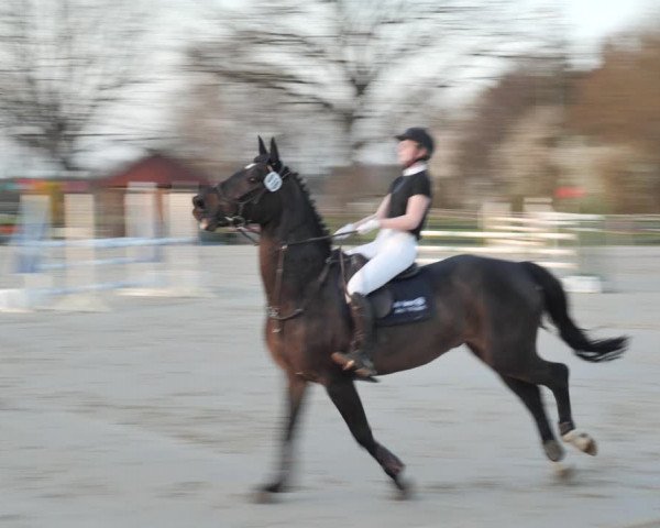 Reitturnier Scharnebeck 2021