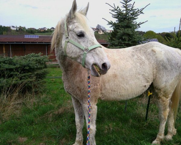 horse Poseidon (German Sport Horse, 1996, from Parademarsch I)