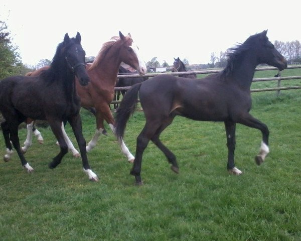 horse Louis Larezzo S (Westphalian, 2014, from Larson)