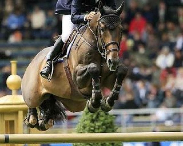 Dressurpferd Rufus (KWPN (Niederländisches Warmblut), 1998, von Landaris)