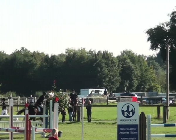 jumper Carlimero (Hanoverian, 1994, from Cavalier)