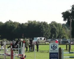 jumper Carlimero (Hanoverian, 1994, from Cavalier)