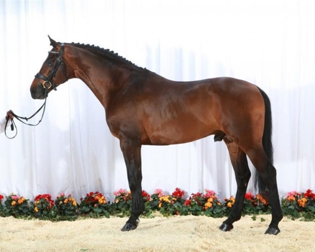 stallion Firenze DVH (Danish Warmblood, 2003, from Fanal Prydsholm)