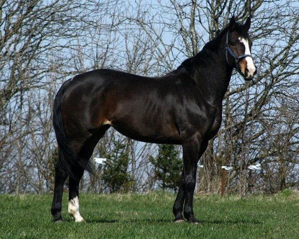 Zuchtstute Aki-Mykéne Amor (Dänisches Warmblut, 2002, von Akinos)