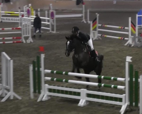 broodmare Escara (Hanoverian, 1999, from Escudo I)