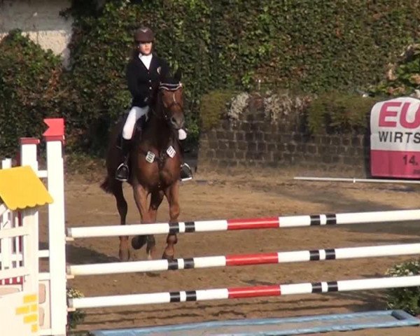 jumper Sante B (Hanoverian, 1998, from Stakkato) jumper Sante B (Hanoverian, 1998, from Stakkato)