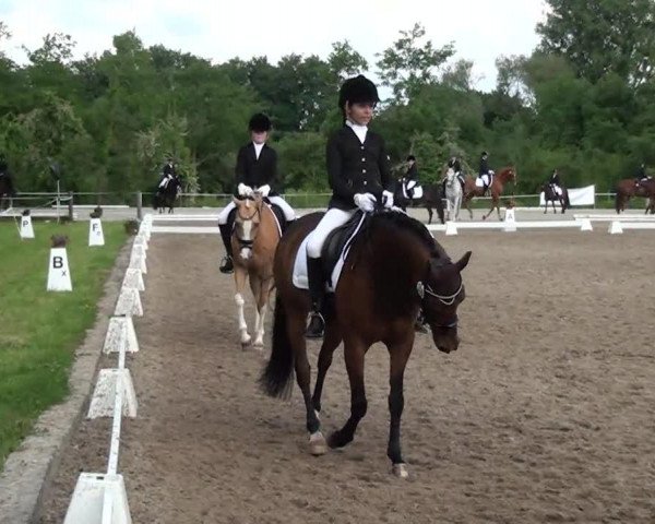 dressage horse Debby Z (German Riding Pony, 2007, from Dumbledor AT)