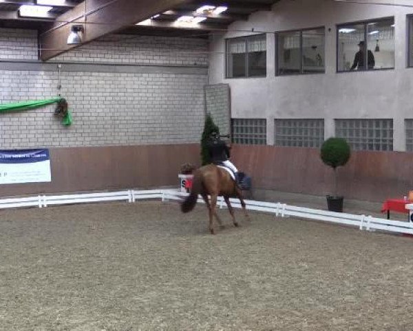 Springpferd Conradi 8 (Holsteiner, 2007, von Cristo)