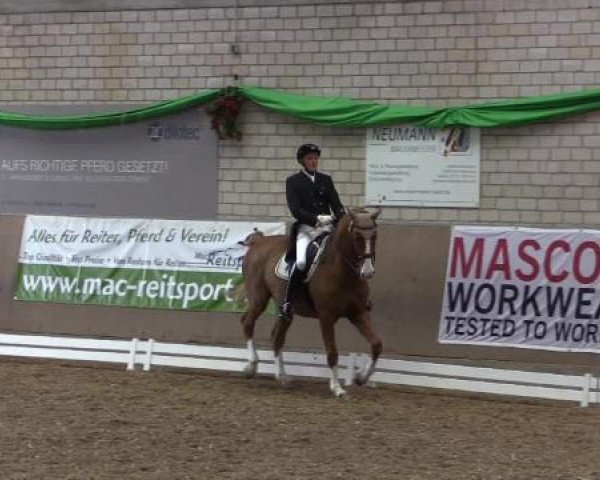 dressage horse Dayton Ohio (Hanoverian, 2005, from De Kooning)