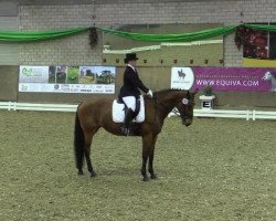 Dressurpferd Up To You (Belgisches Warmblut, 1997, von Darco)