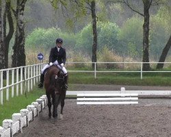 Dressurpferd Fine Time 17 (Oldenburger, 2003)