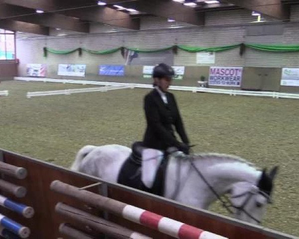 jumper Came Saw Conquered (Italian Warmblood, 2005, from Acorado II)