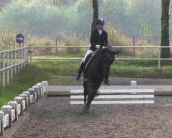 Dressurpferd Delpiero (Oldenburger, 2004, von Del Gado)