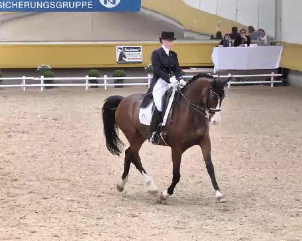 Dressurpferd Duke of Swing (Oldenburger, 2007, von Don Romantic)