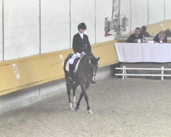 dressage horse Ruby's As (German Riding Pony, 2003, from Ruby Gold)