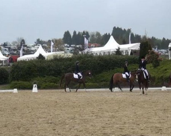 Dressurpferd Donna 527 (Deutsches Reitpony, 1994, von Number One)