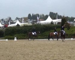 dressage horse Donna 527 (German Riding Pony, 1994, from Number One)
