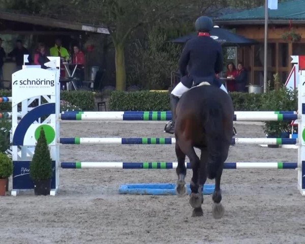 Springpferd Conan 36 (KWPN (Niederländisches Warmblut), 2006, von Contendro II)