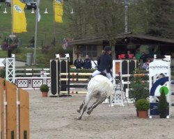 jumper Festa van't Elzenhout (Belgian Warmblood, 2005, from Upsilon van de Heffinck)