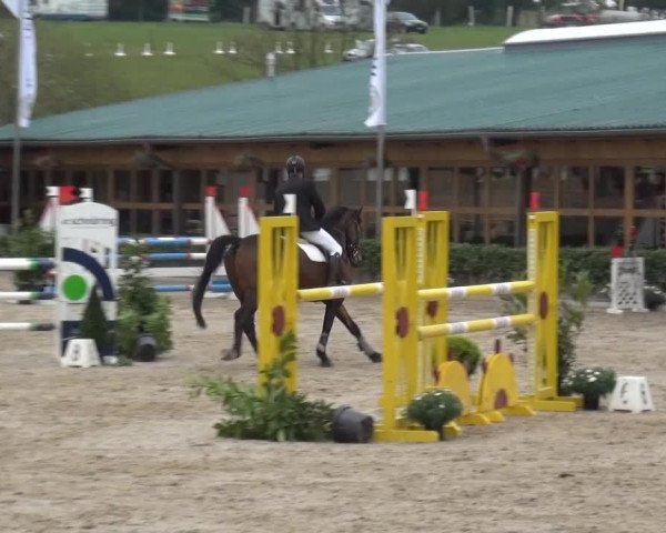 jumper Leontas (Westphalian, 2007, from Lanero NRW)