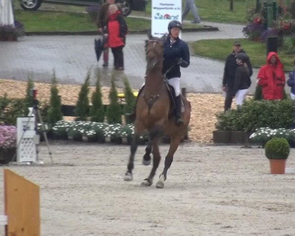 jumper Lacorado 4 (Hungarian Warmblood, 1990, from Doliart)