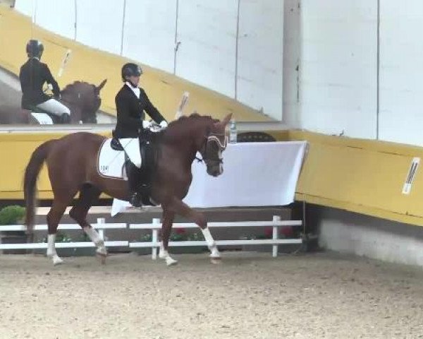dressage horse Querubin (German Sport Horse, 2008, from Quaterback)