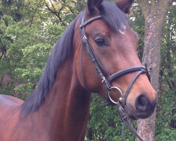 horse Bellissima (Bavarian,  , from Belissimo NRW)