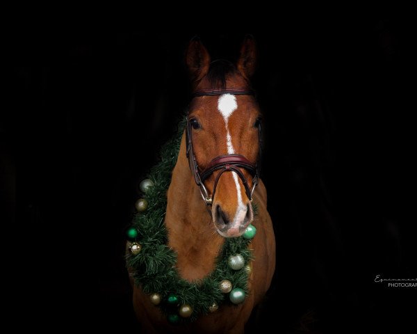 jumper Lyjando (Oldenburg show jumper, 2012, from Lyjanero)