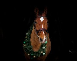 jumper Lyjando (Oldenburg show jumper, 2012, from Lyjanero)
