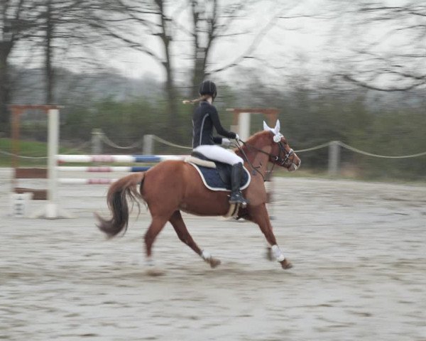 Reitturnier Scharnebeck 2021