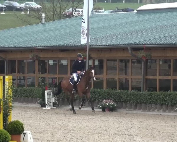 jumper Little Bit 9 (Holsteiner, 2007, from Landos)