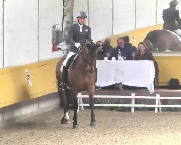 dressage horse Lord de Luxe 5 (Rhinelander, 2008, from Lord Loxley I)
