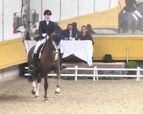 dressage horse Sir Saburo (Westphalian, 2006, from Sir Donnerhall I)