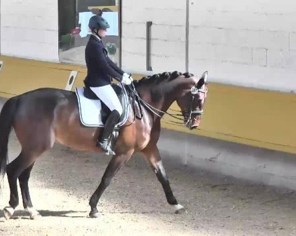dressage horse Sonny Mojo (Oldenburg, 2009, from Spielberg)