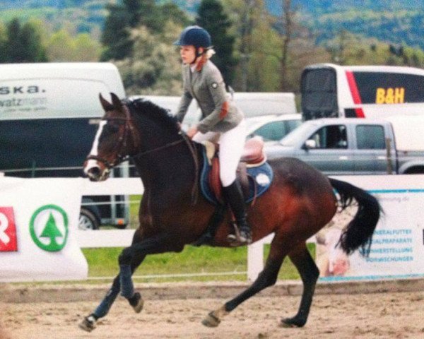 jumper Coco Chanel 11 (Austrian Warmblood, 2005, from Cosinus B)