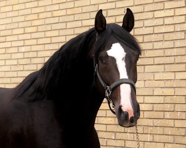 jumper Rossi Amor (Danish Warmblood, 2009, from Firenze DVH)